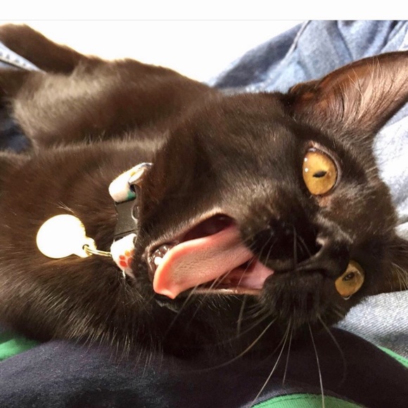 🎸 - Picture 2 of 9